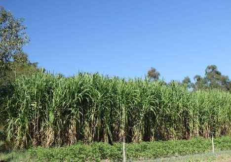 Transição agroecológica traz benefícios econômicos para agricultores