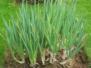 cebolinha organica_Foto-Cenario Agricola