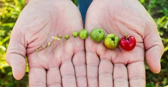 Amway: Conheça a fazenda mais sustentável do Brasil