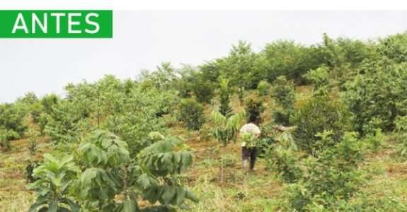 Produção agrícola de baixo impacto e recuperação de nascentes no sul da Bahia