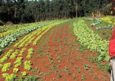 Cooperativa de orgânicos aumenta faturamento durante a crise do Coronavírus