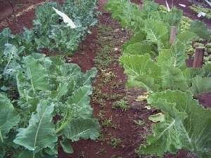 couve organica_Foto-Cenario Agricola