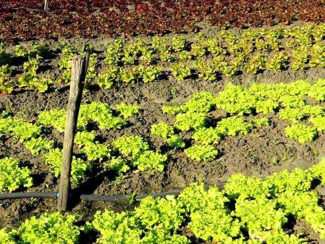 Divulga&ccedil;&atilde;o: Incra