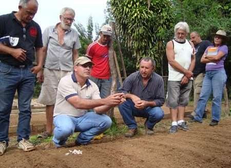 Embrapa capacita produtores de alho orgânico