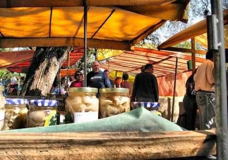 Porto Alegre ganha sua sétima feira de produtos orgânicos