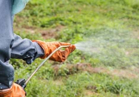 Agricultura aprova dez novos defensivos biológicos e orgânicos