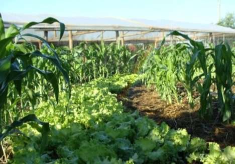 Showtec apresenta projeto de produção sustentável para agricultura