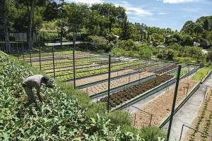 Horta de Ceres - Ervanário ao fundo (CMYK) © Guilherme Calissi