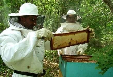 Exportação de mel do Ceará cresce 269% em 10 anos