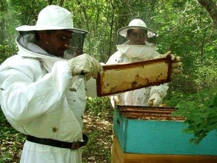 Exportação de mel do Ceará cresce 269% em 10 anos