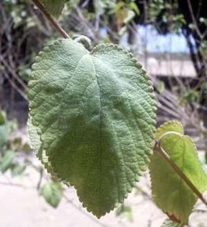 Óleo essencial do alecrim-de-tabuleiro é testado para fins agropecuários