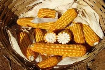 Programa Dia de Campo na TV mostrará a produção orgânica de milho