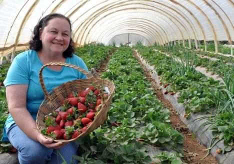 Plano Nacional de Exportações ajuda o agricultor a agir no mercado externo