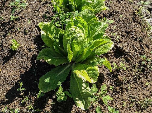 Foto: Sylvia Wachsner