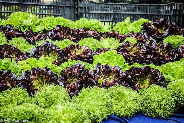 Foto: Sylvia Wachsner