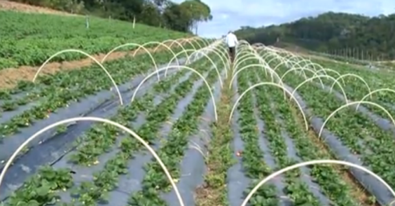 Cresce o número de produtores orgânicos no Espirito Santo