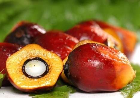 Preservação do ‘capital natural’ é um bom negócio