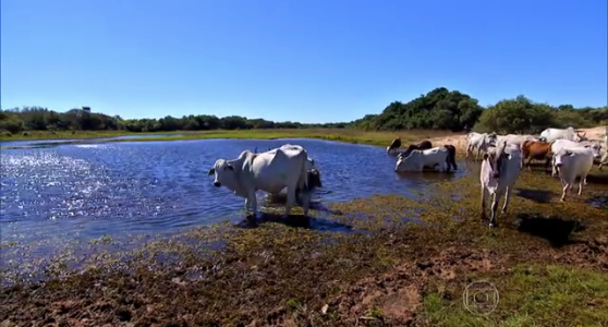Produção de gado orgânico usa homeopatia e remédios naturais