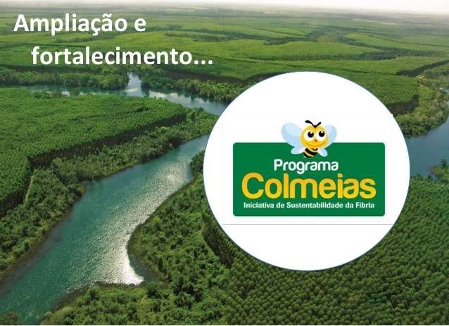 programa colmeias