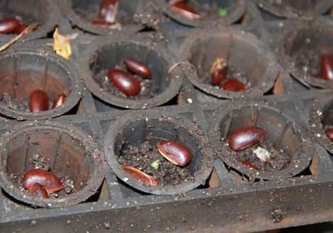 Sementes: as peças que faltam no quebra-cabeça dos orgânicos