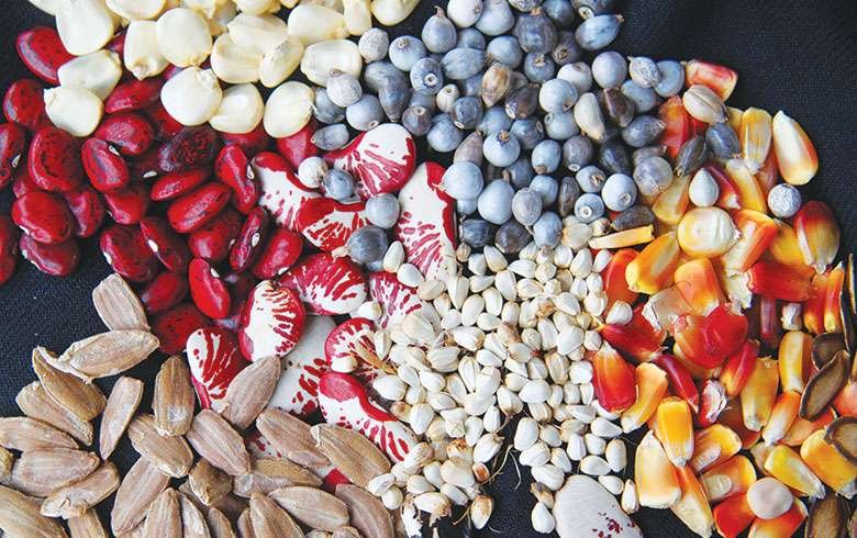 sementes_foto_Eduardo_Tavares