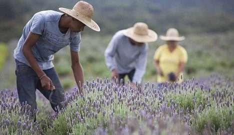 Cosméticos orgânicos seguem em expansão