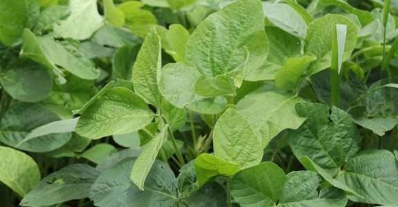 Produtor tem custo até 40% menor com soja orgânica