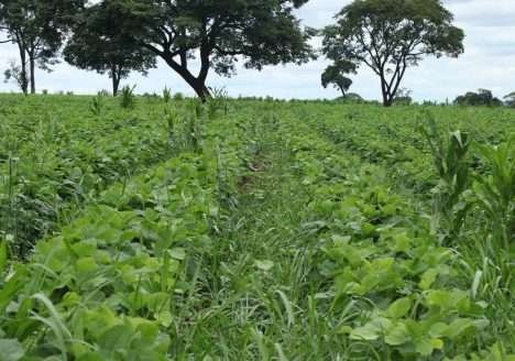 Aumenta a área de milho e de soja orgânicos nos Estados Unidos