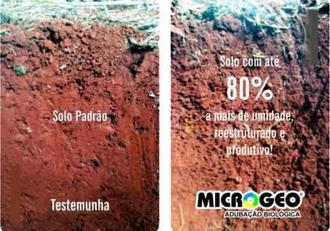 Adubação Biológica cuida da saúde do solo com baixo custo
