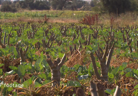 Como a ciência pode ajudar a agricultura biológica