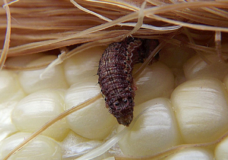 Controle biológico contra lagarta do cartucho supera expectativas no Interior do RS