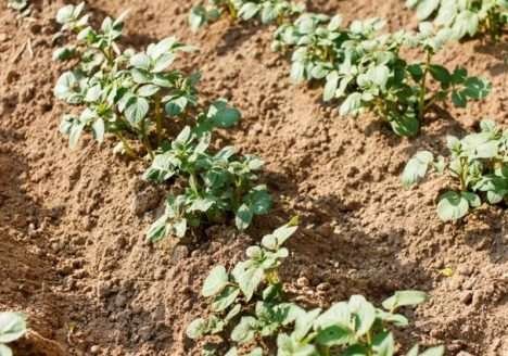 60% da renda da produção orgânica do País vem da exportação