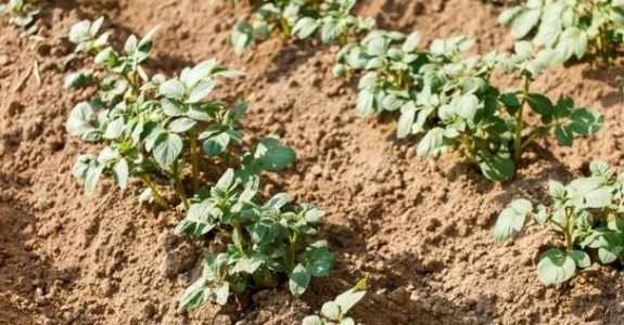 60% da renda da produção orgânica do País vem da exportação