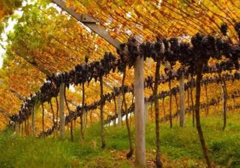 Mercado de uva orgânica cresce entre vinícolas do sul