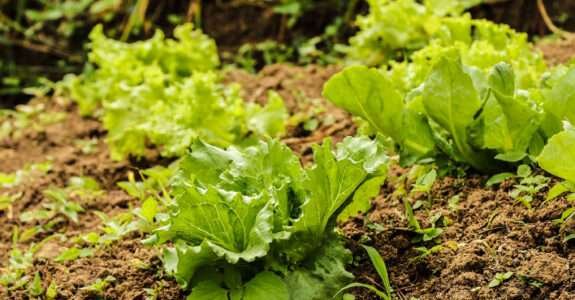 MDA concluiu elaboração dos eixos do Plano Nacional de Agroecologia e Produção Orgânica – PLANAPO.