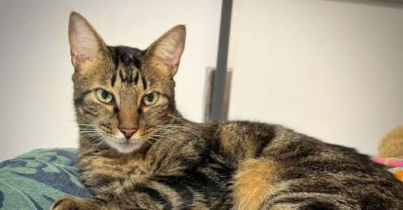 Essa startup quer fazer R$ 25 milhões com comida para pets que até você pode comer