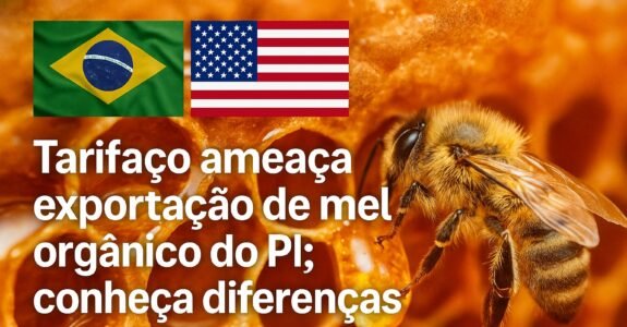 Tarifaço ameaça exportação de mel orgânico do PI; conheça diferenças para mel convencional