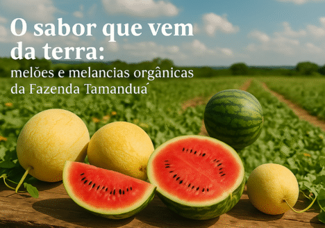 O sabor que vem da terra: melões e melancias orgânicas da Fazenda Tamanduá