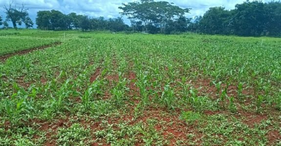 Técnicas simples ajudam lavouras orgânicas a conviver com plantas espontâneas