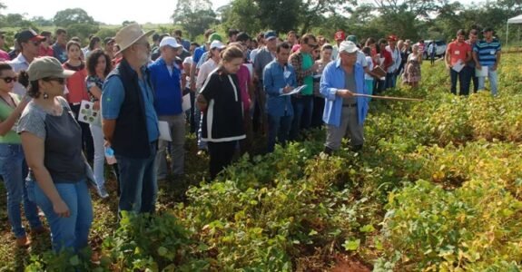 Técnicas simples reduzem o “mato” e dispensam herbicidas em lavouras orgânicas