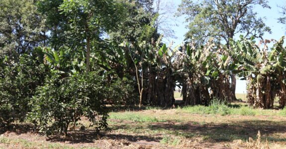 Na COP30, Rockefeller anuncia US$ 5,4 mi para agricultura regenerativa no Brasil