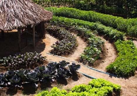 PAIS: produção agroecológica integrada