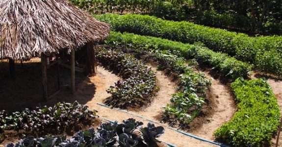 PAIS: produção agroecológica integrada